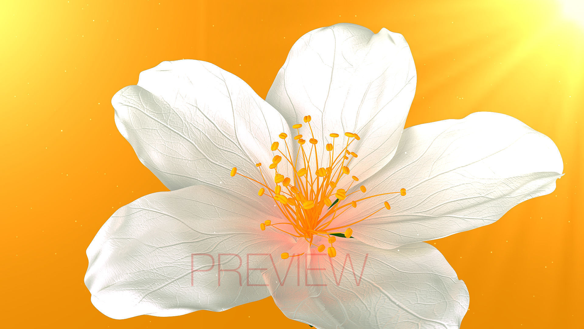 Realistic Jasmine Flower Bloom Animation 3D model_5