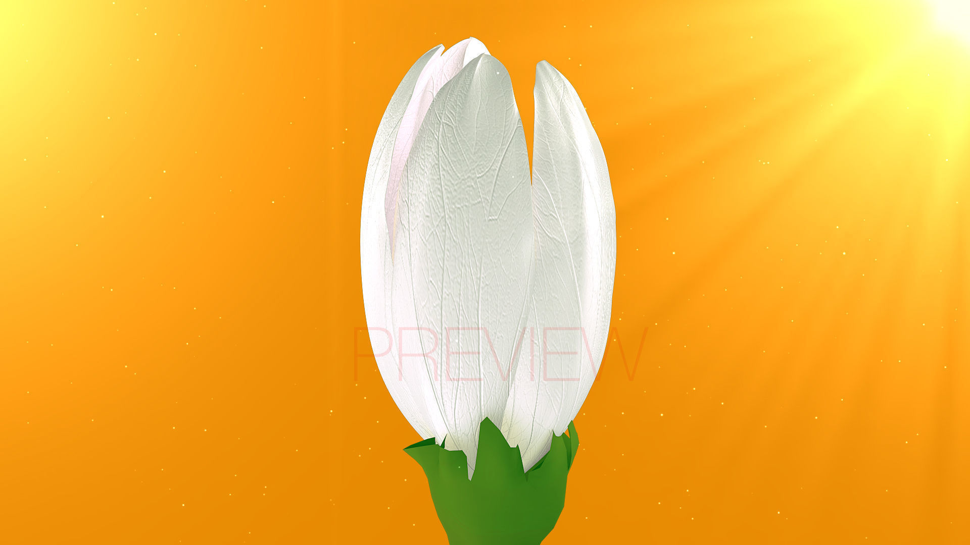 Realistic Jasmine Flower Bloom Animation 3D model_7