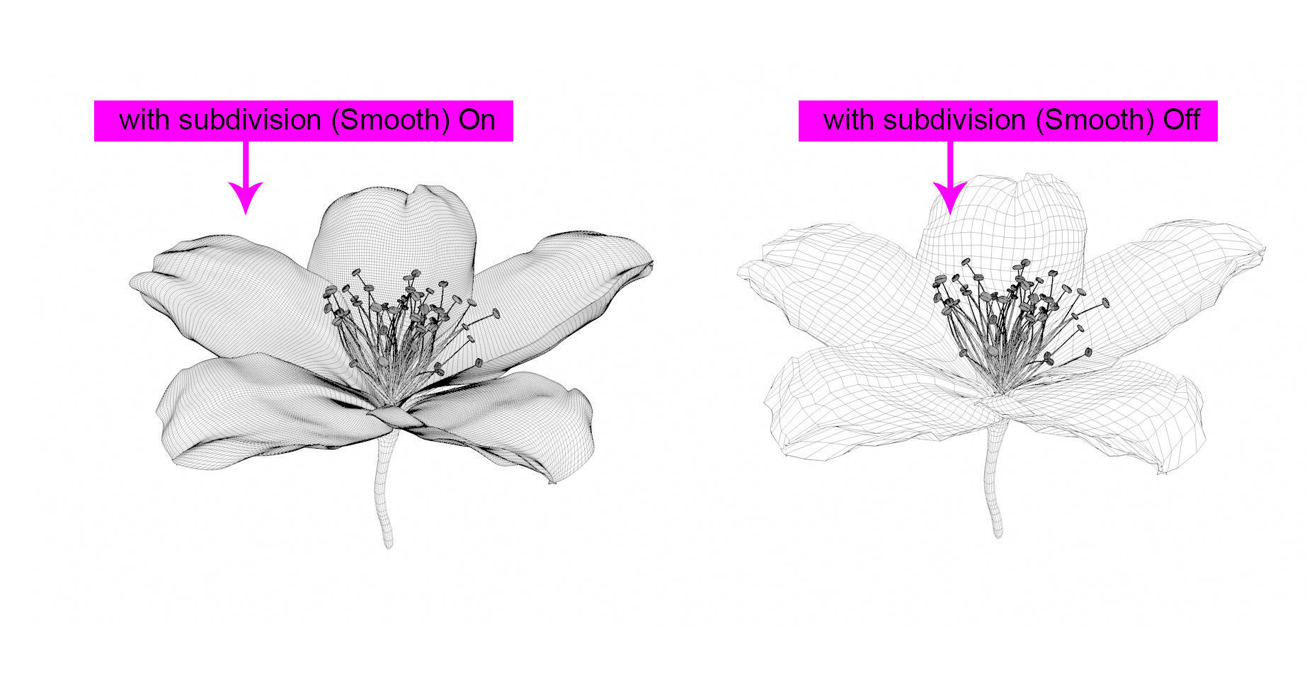Realistic Jasmine Flower Bloom Animation 3D model_12