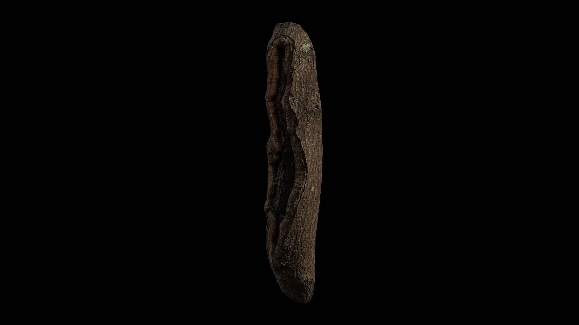 Anydrafts Acer tataricum Burl 02 Low-poly 3D model_4