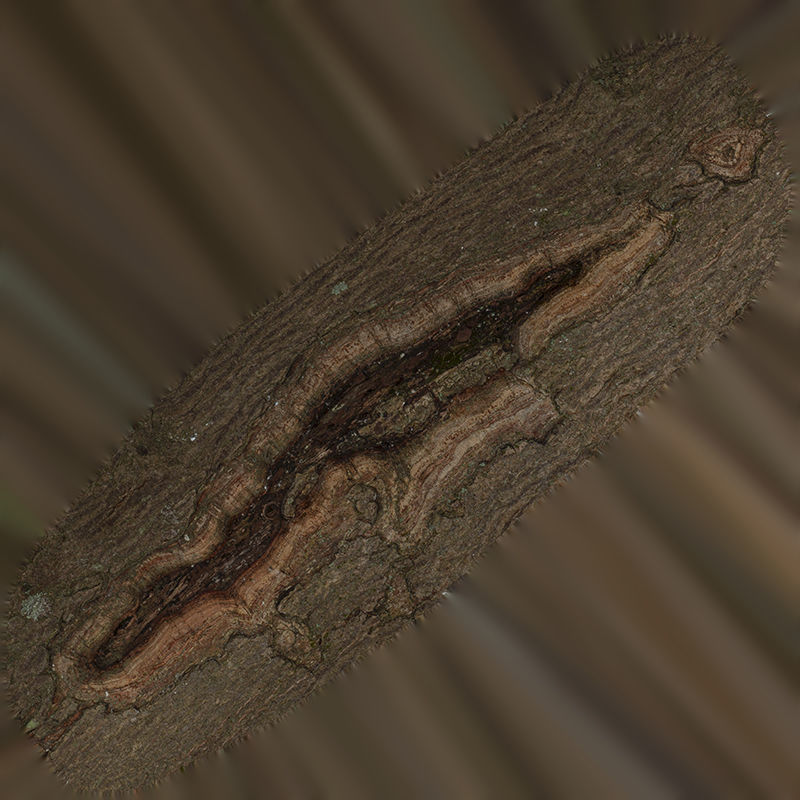 Anydrafts Acer tataricum Burl 02 Low-poly 3D model_1