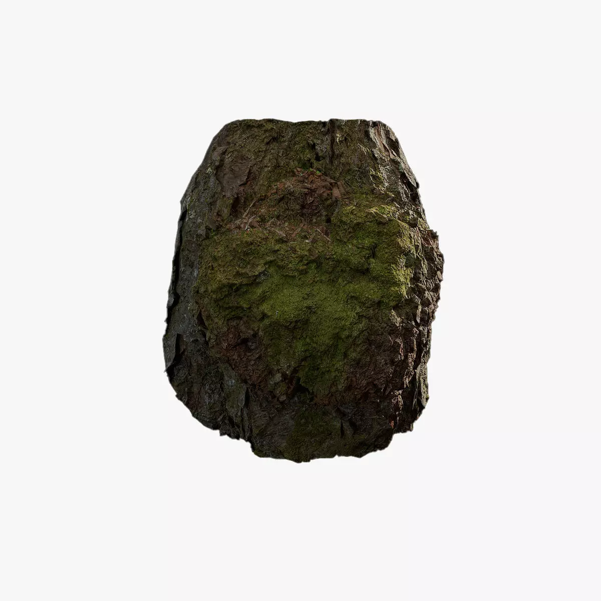 Anydrafts Betula albosinensis Burl 02 Low-poly 3D model_0