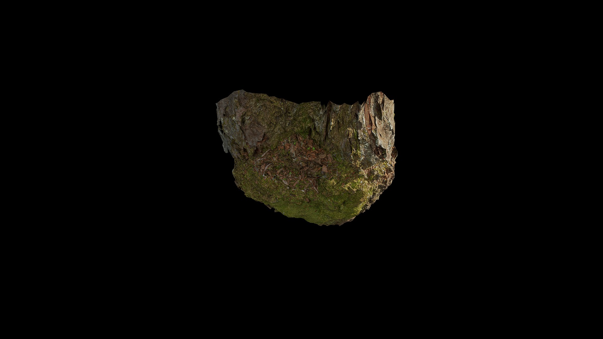 Anydrafts Betula albosinensis Burl 02 Low-poly 3D model_6