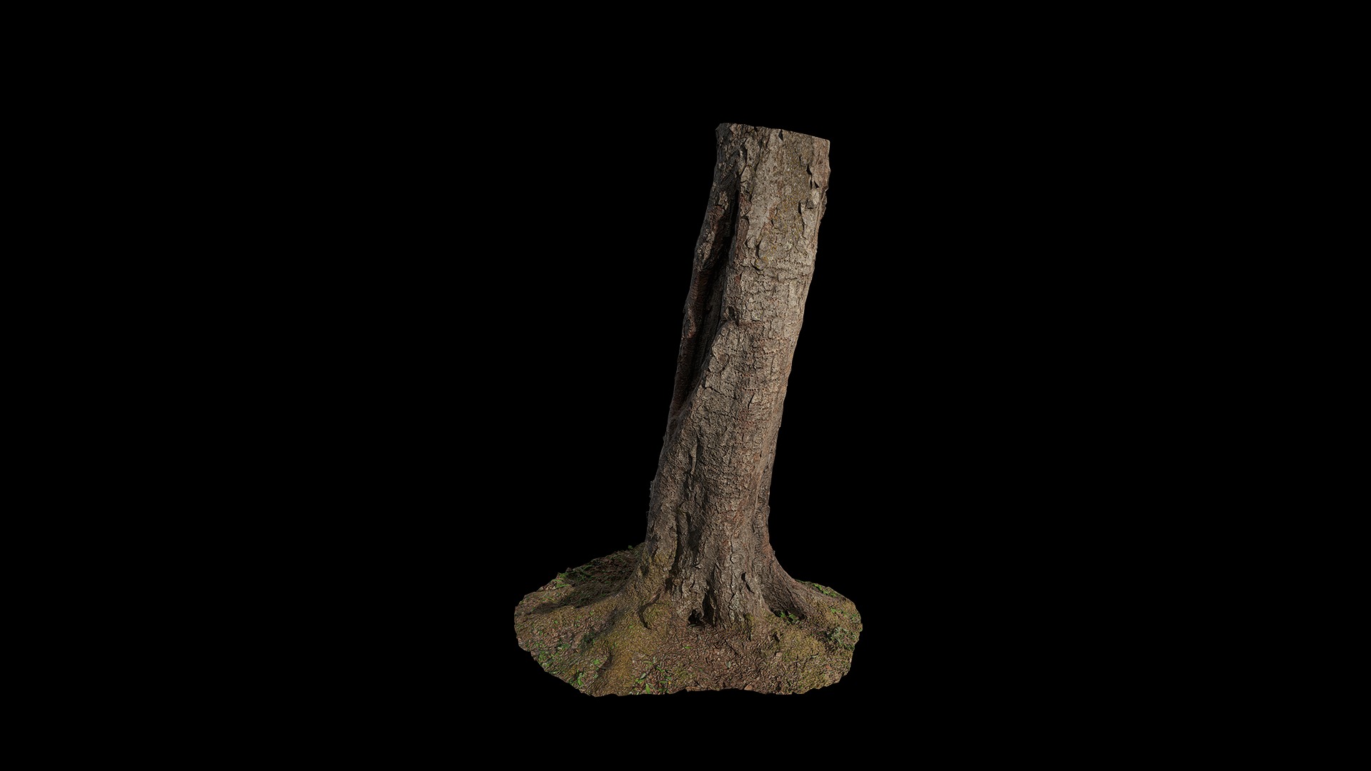Anydrafts Betula albosinensis Trunk 01 Low-poly 3D model_2