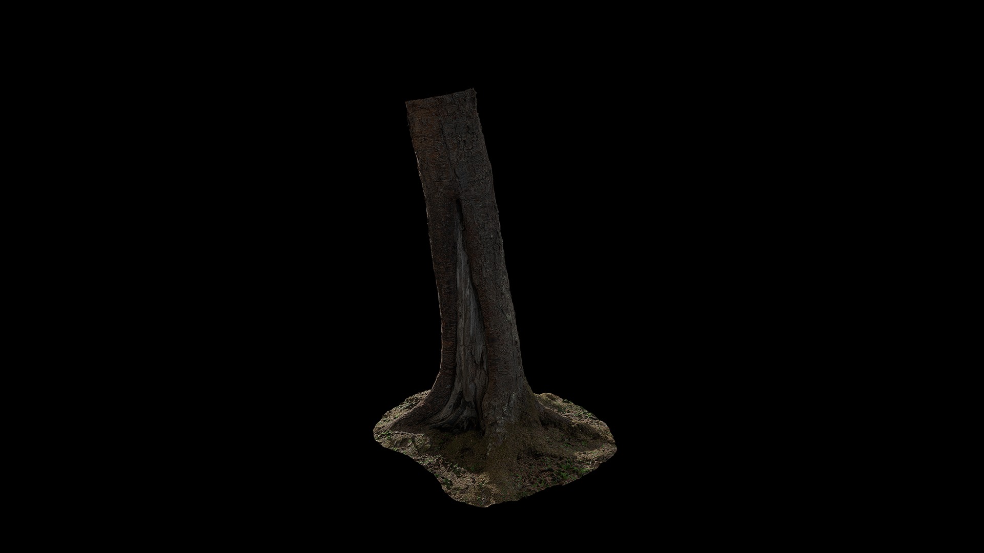 Anydrafts Betula albosinensis Trunk 01 Low-poly 3D model_4