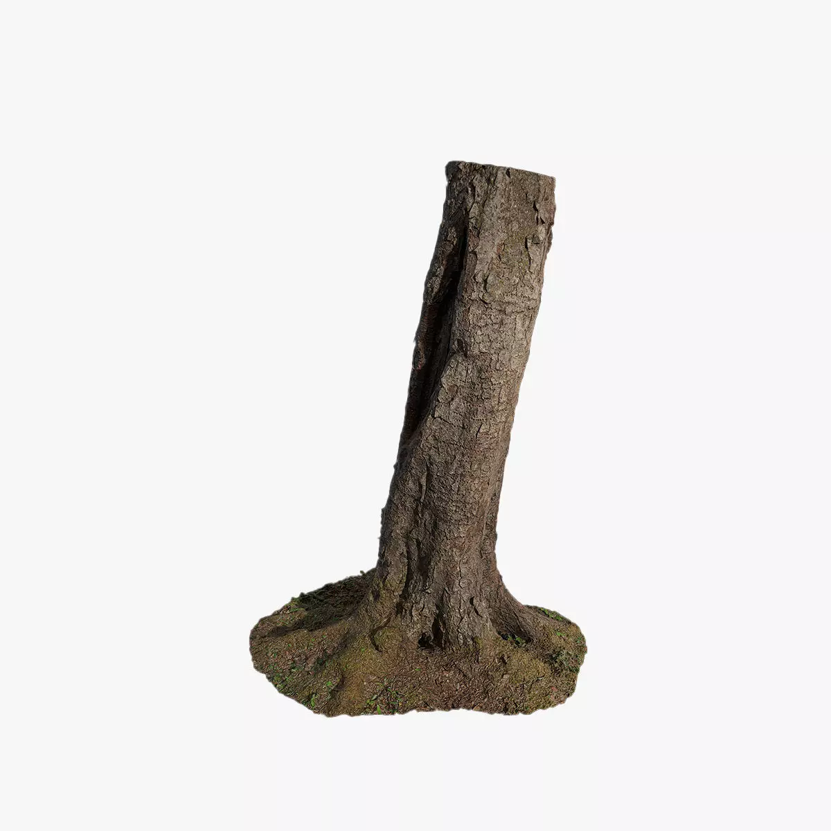 Anydrafts Betula albosinensis Trunk 01 Low-poly 3D model_0