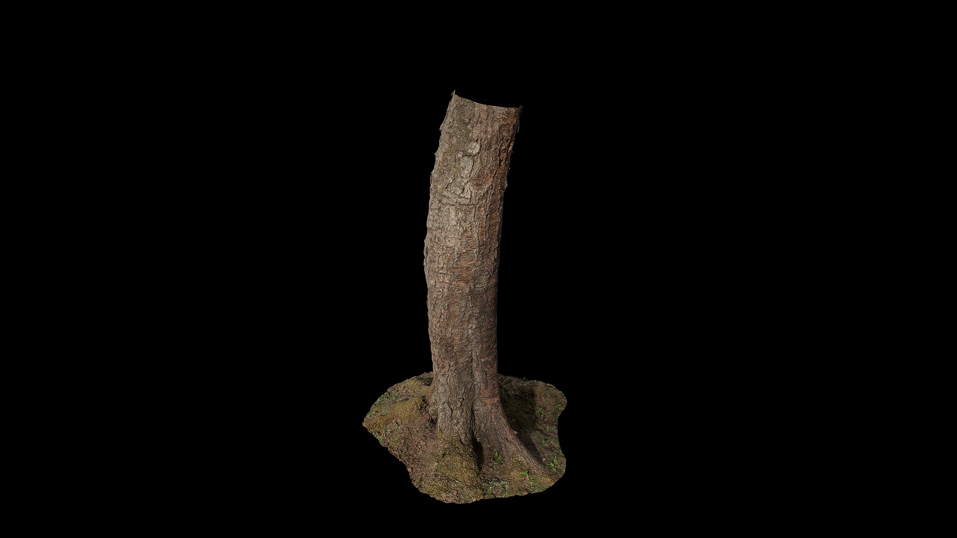 Anydrafts Betula albosinensis Trunk 01 Low-poly 3D model_6