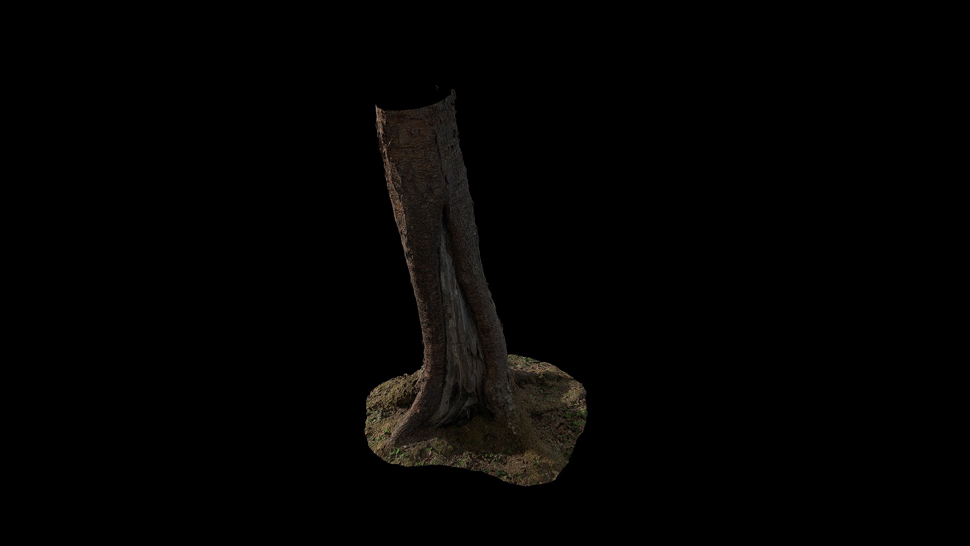Anydrafts Betula albosinensis Trunk 01 Low-poly 3D model_5