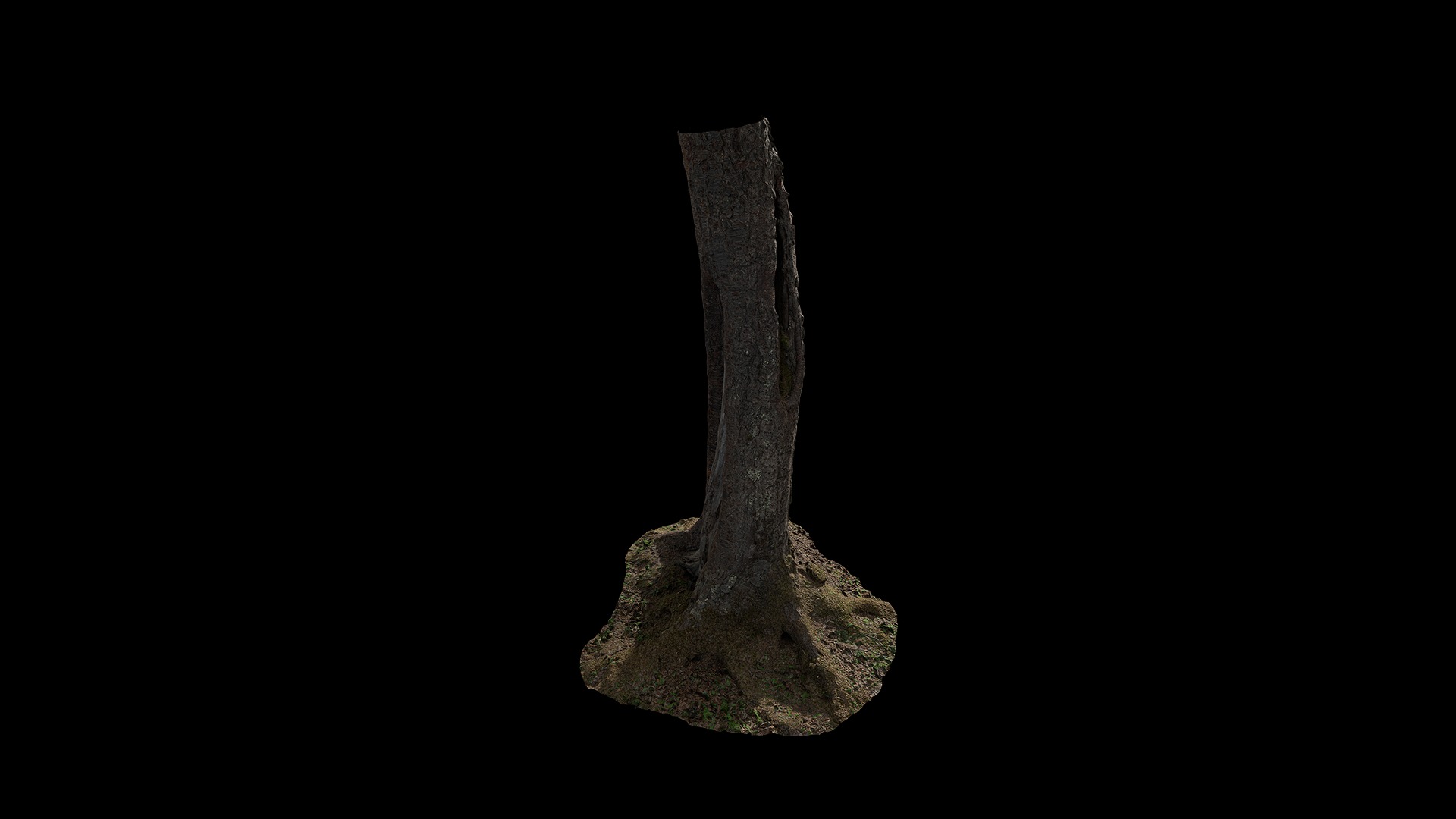 Anydrafts Betula albosinensis Trunk 01 Low-poly 3D model_7