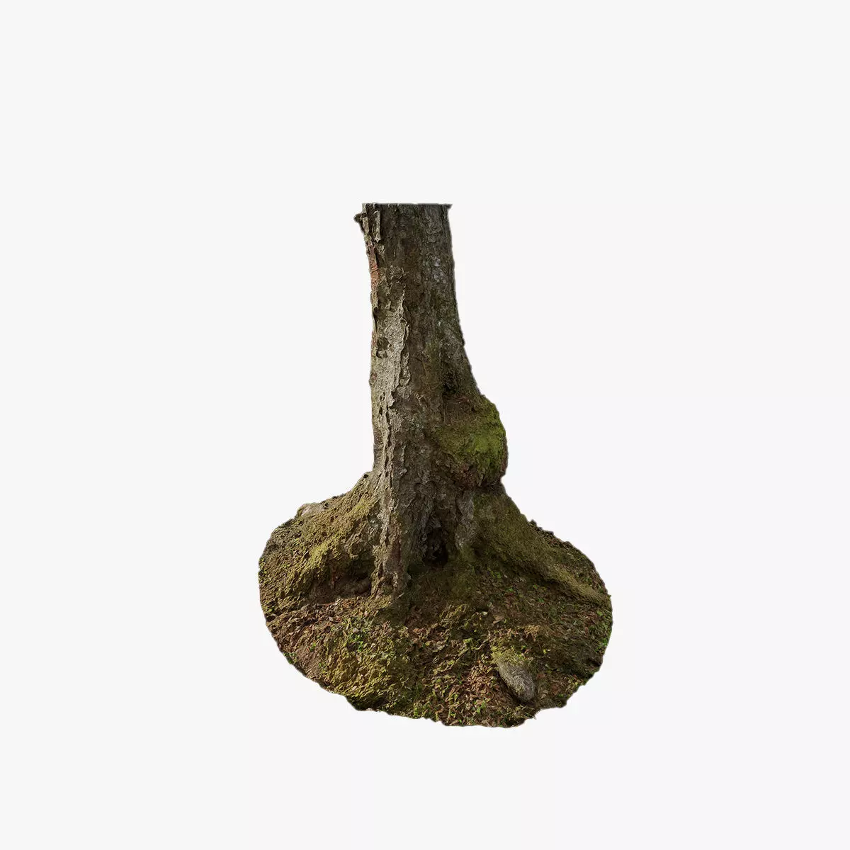 Anydrafts Betula albosinensis Trunk 02 Low-poly 3D model