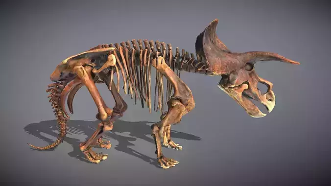 Animated Triceratops Skeleton