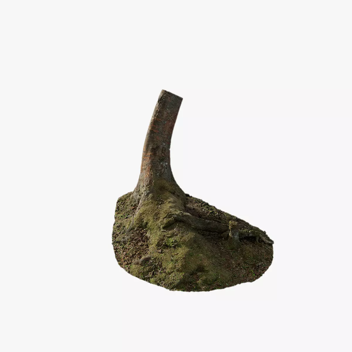 Anydrafts Betula albosinensis Trunk 03 Low-poly 3D model