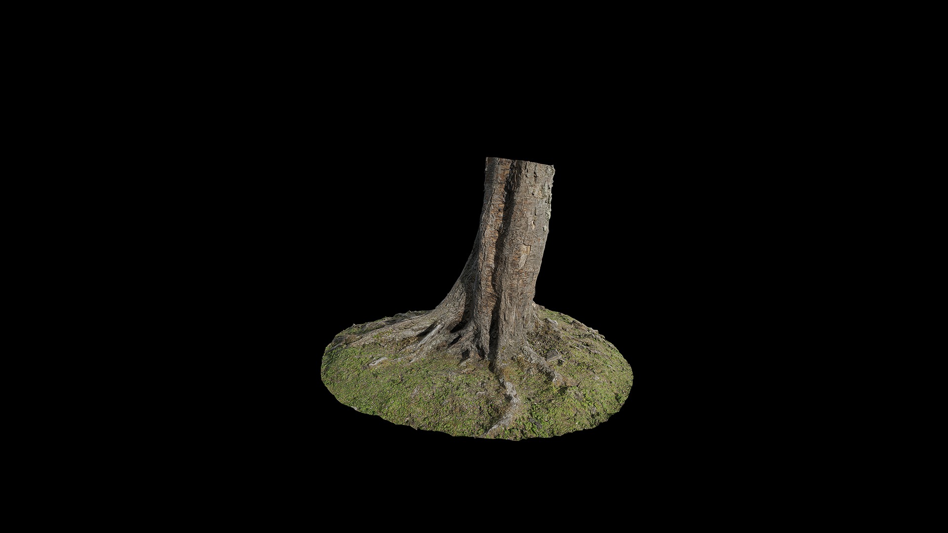 Anydrafts Betula albosinensis Trunk 04 Low-poly 3D model_2