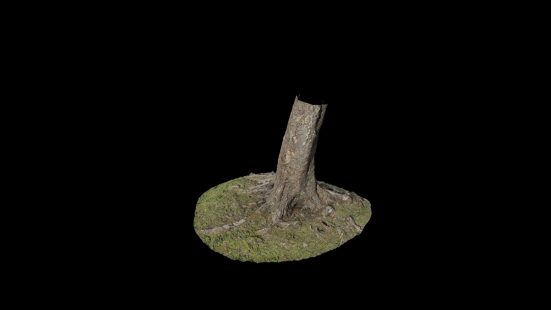 Anydrafts Betula albosinensis Trunk 04 Low-poly 3D model_6