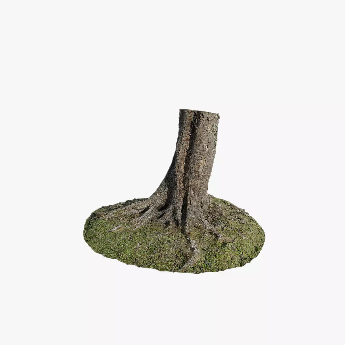 Anydrafts Betula albosinensis Trunk 04 Low-poly 3D model_0