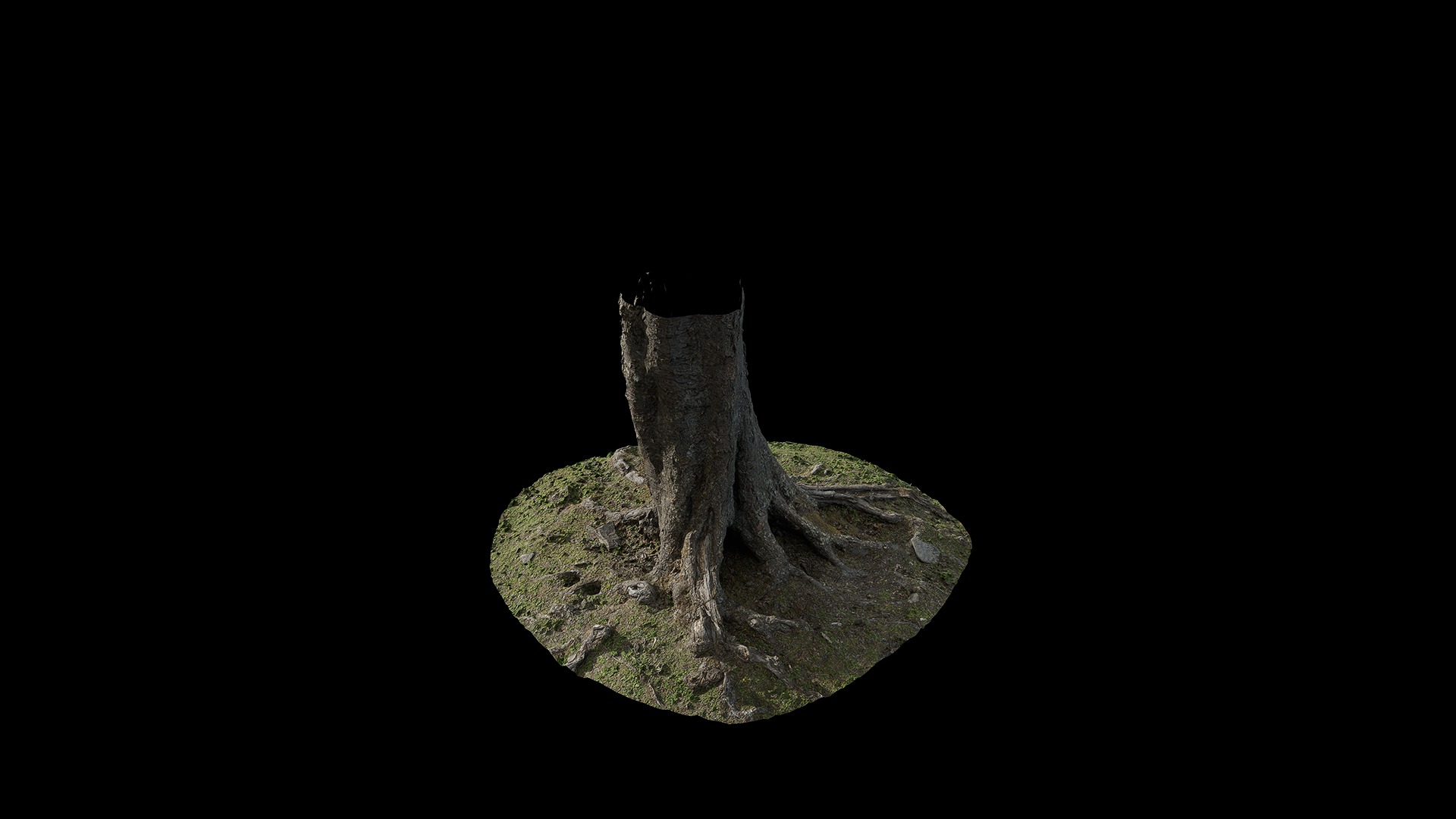 Anydrafts Betula albosinensis Trunk 04 Low-poly 3D model_5