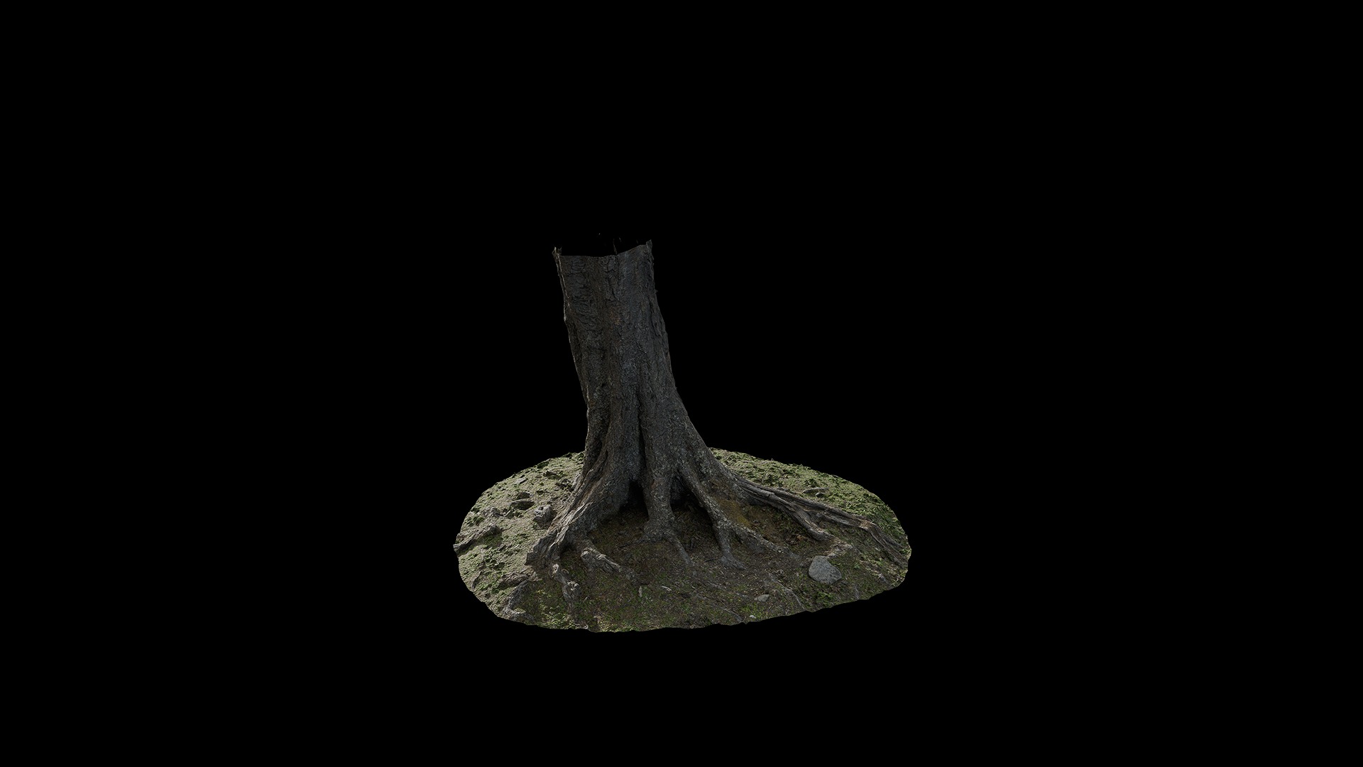 Anydrafts Betula albosinensis Trunk 04 Low-poly 3D model_4