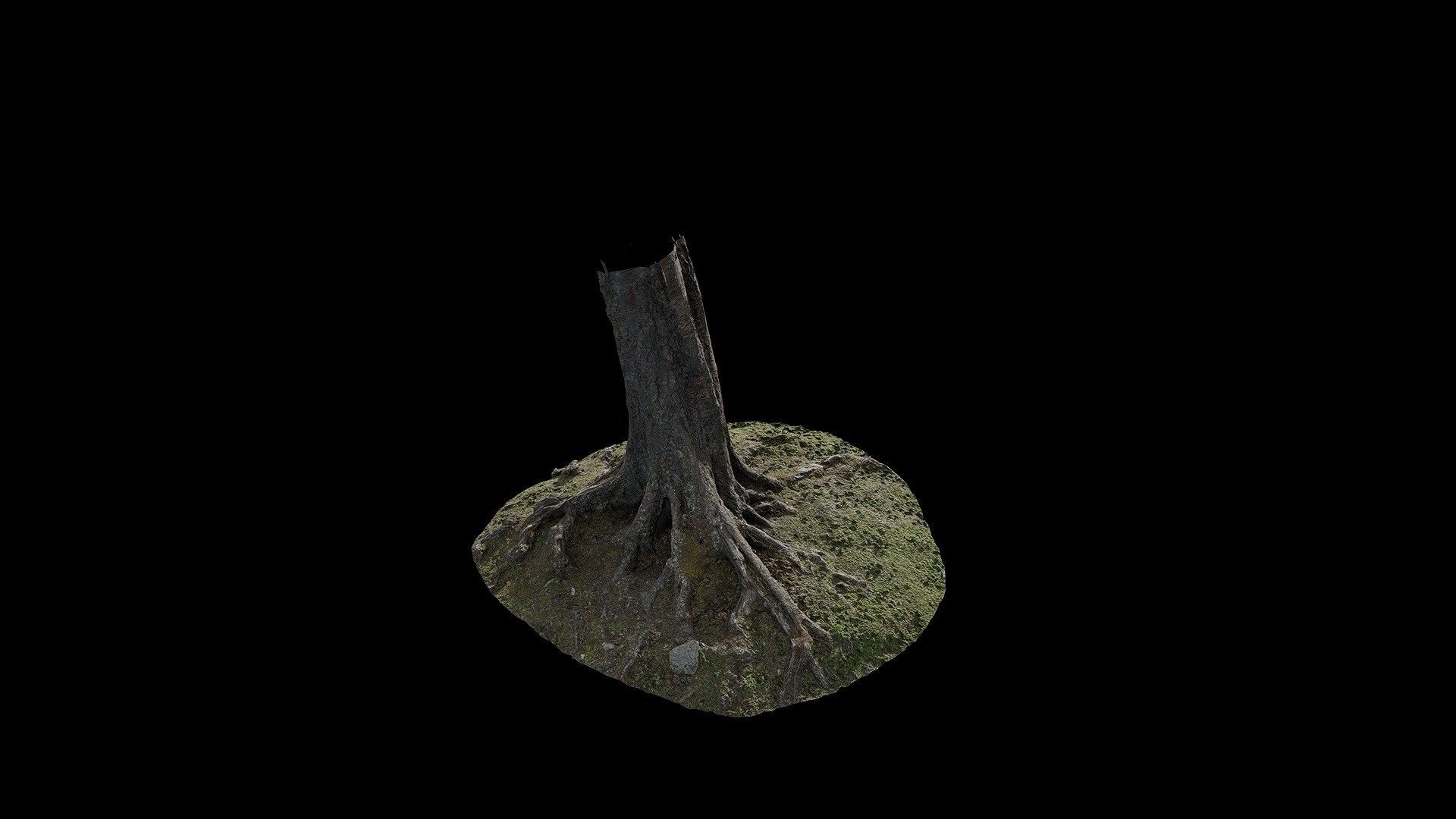 Anydrafts Betula albosinensis Trunk 04 Low-poly 3D model_7