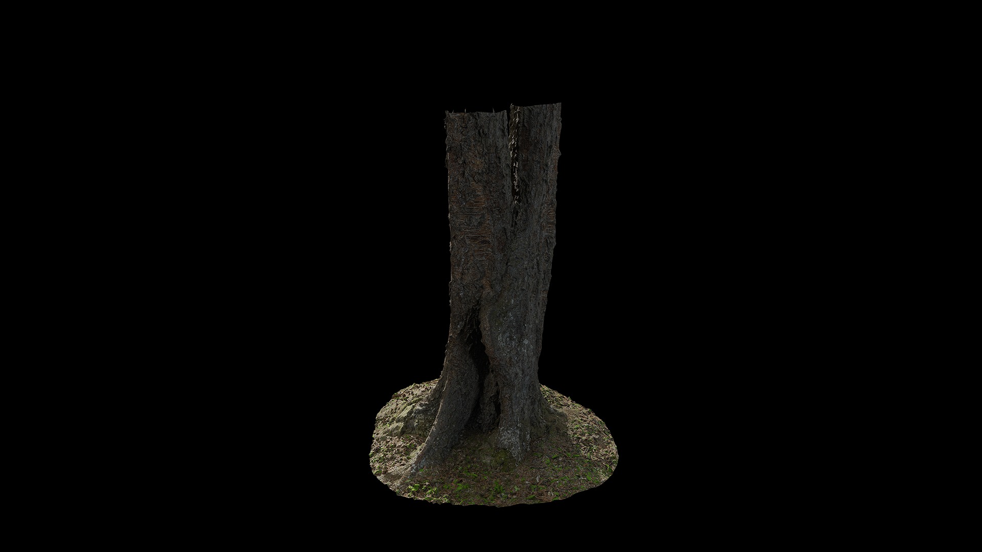 Anydrafts Betula albosinensis Trunk 05 Low-poly 3D model_4