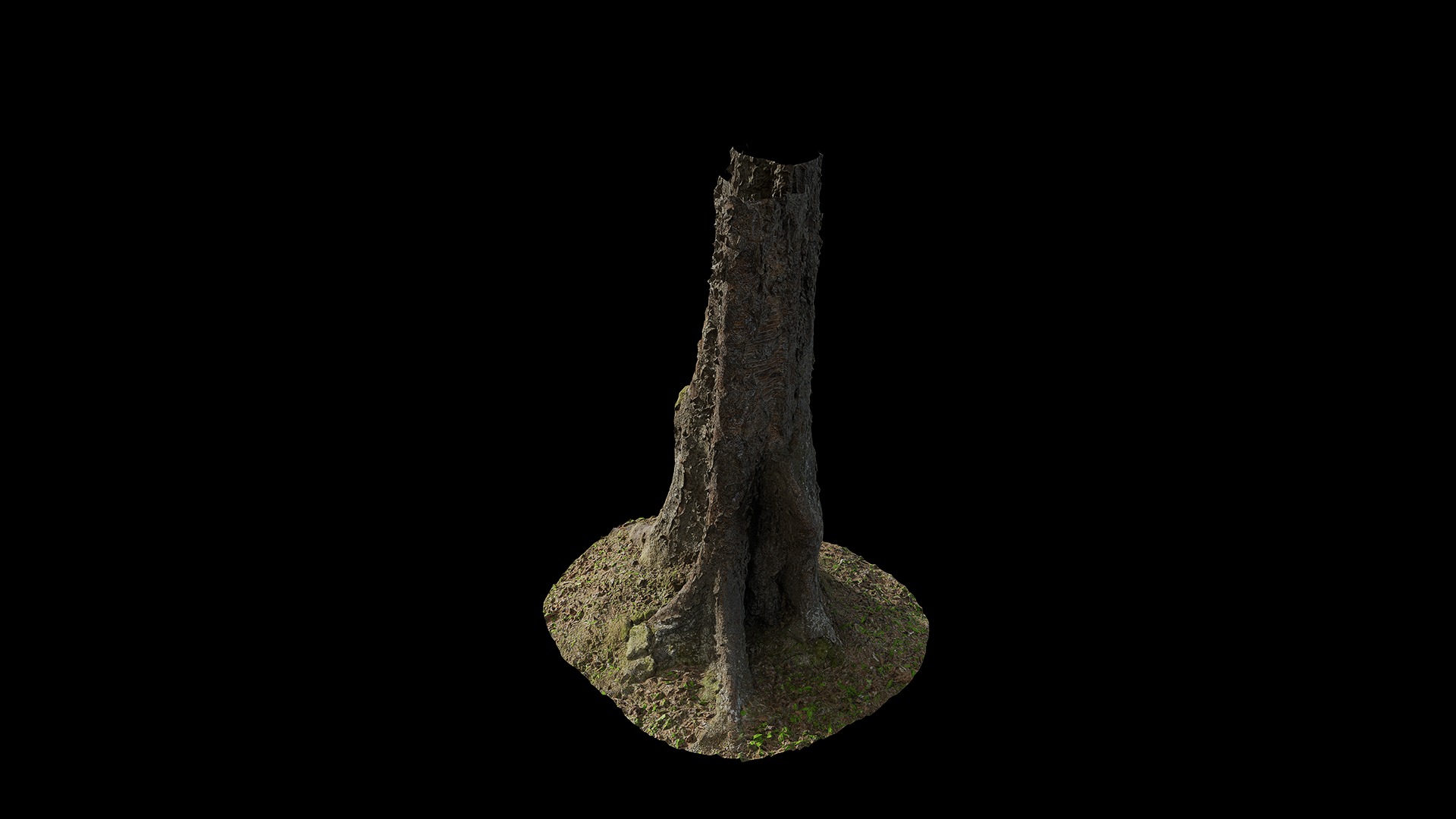Anydrafts Betula albosinensis Trunk 05 Low-poly 3D model_5