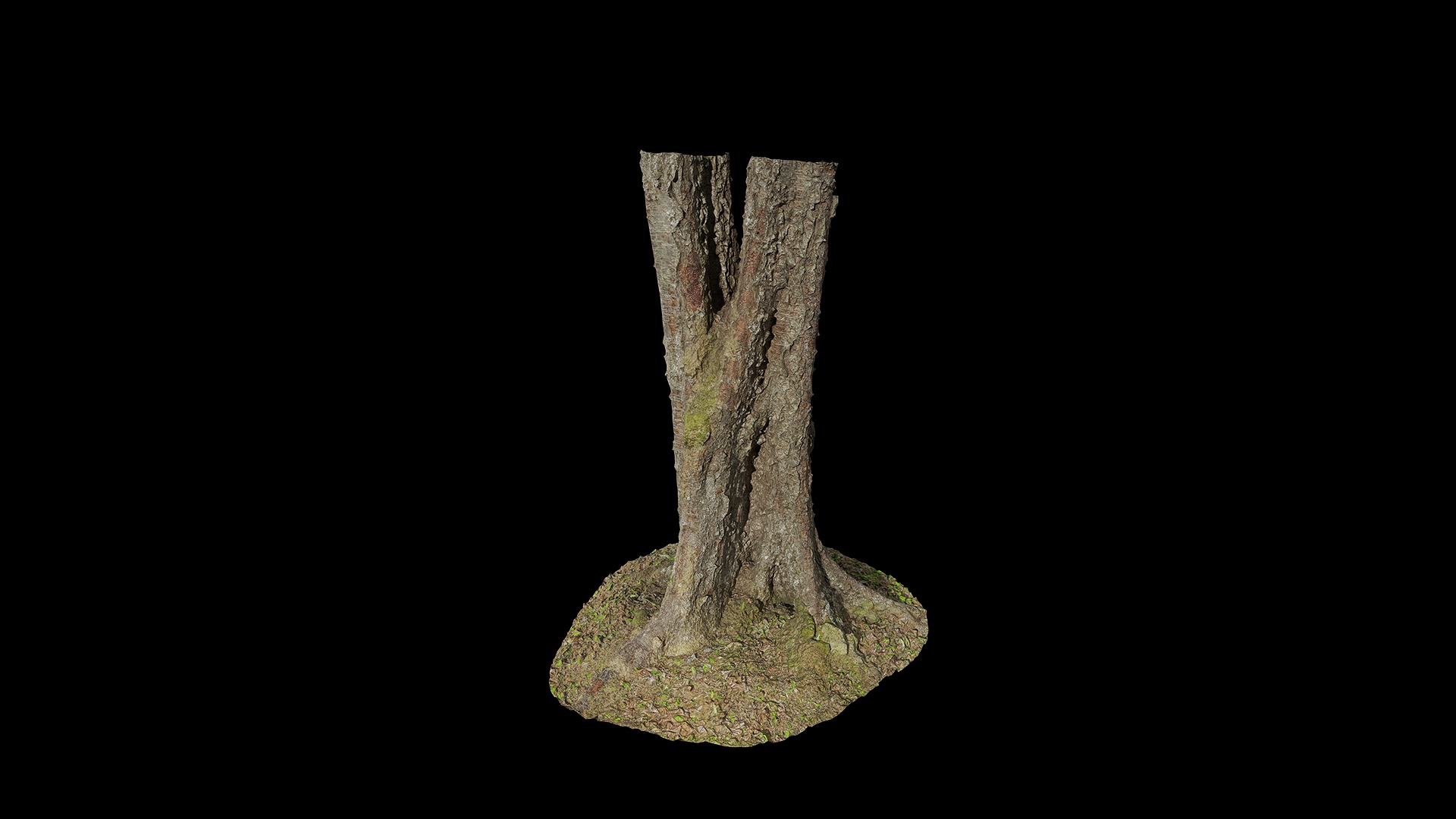 Anydrafts Betula albosinensis Trunk 05 Low-poly 3D model_6