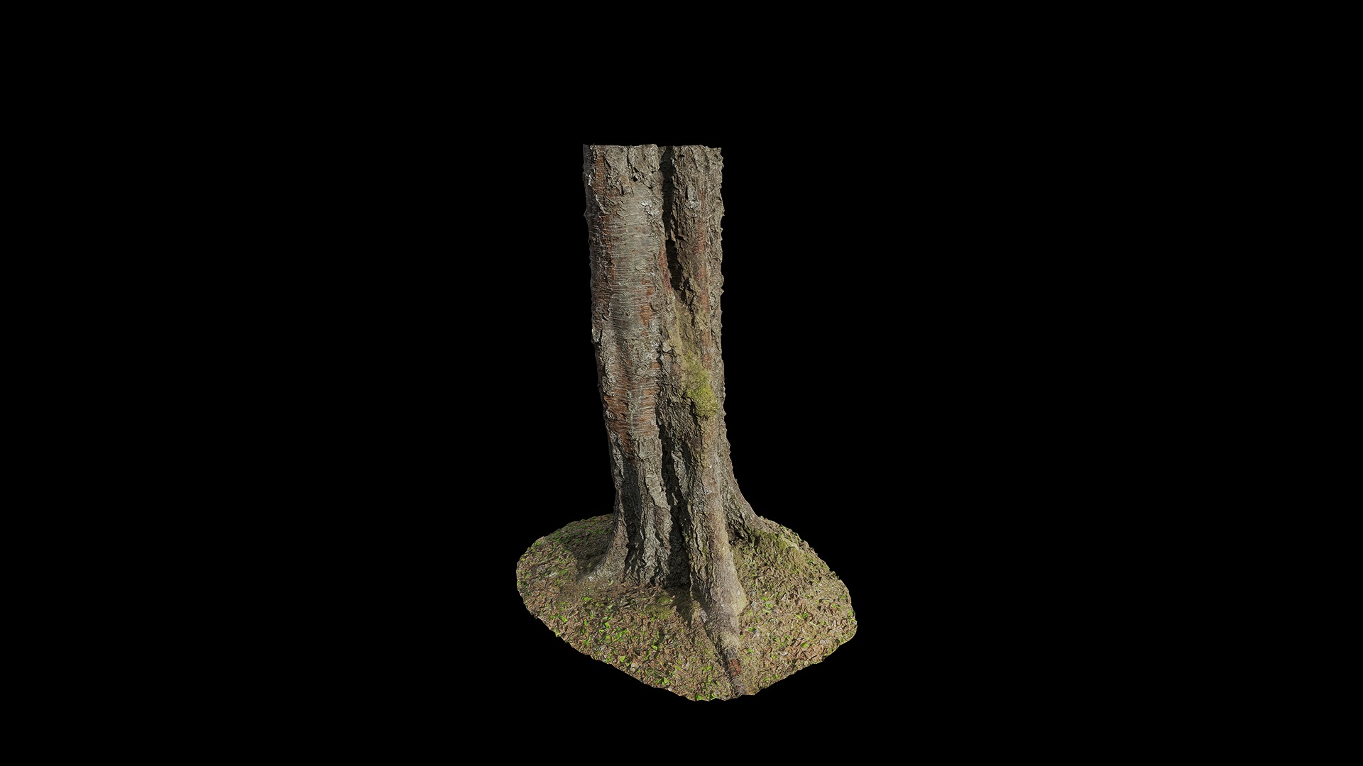 Anydrafts Betula albosinensis Trunk 05 Low-poly 3D model_2