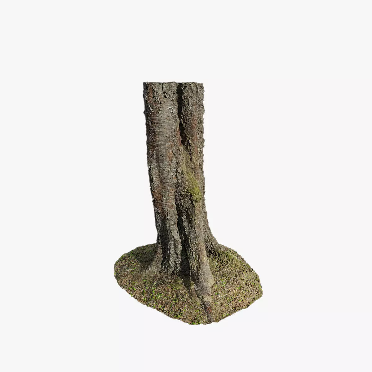 Anydrafts Betula albosinensis Trunk 05 Low-poly 3D model_0