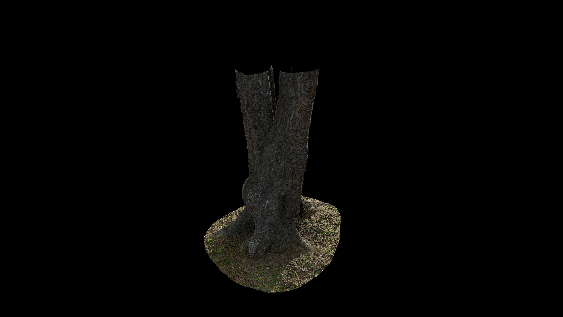 Anydrafts Betula albosinensis Trunk 05 Low-poly 3D model_7