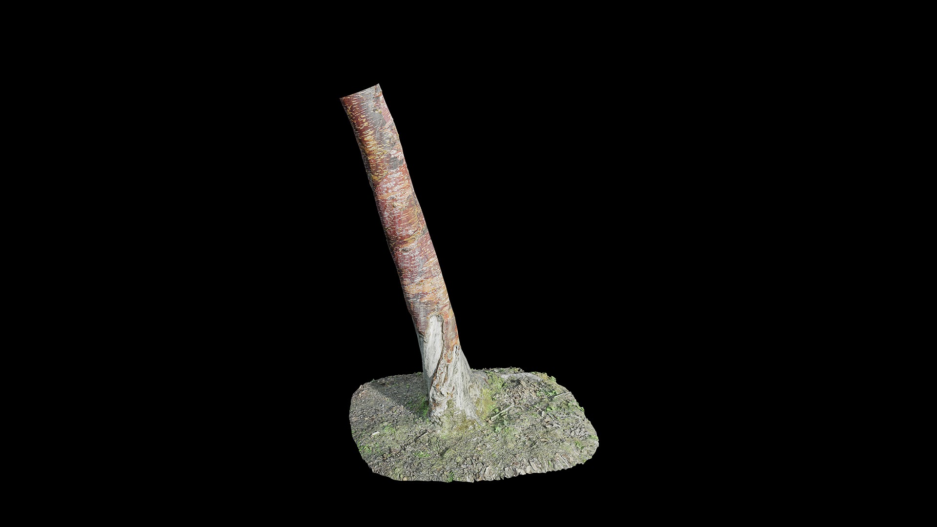 Anydrafts Betula albosinensis Trunk 09 Low-poly 3D model_4