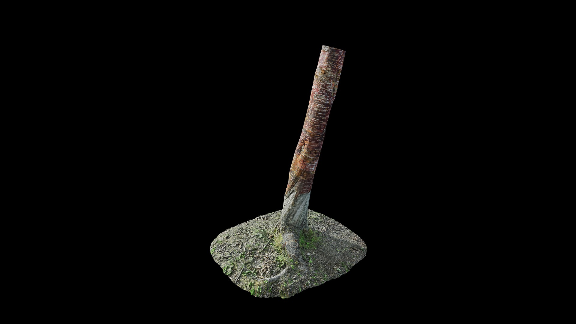 Anydrafts Betula albosinensis Trunk 09 Low-poly 3D model_5