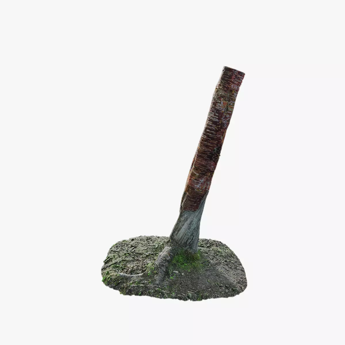 Anydrafts Betula albosinensis Trunk 09 Low-poly 3D model_0