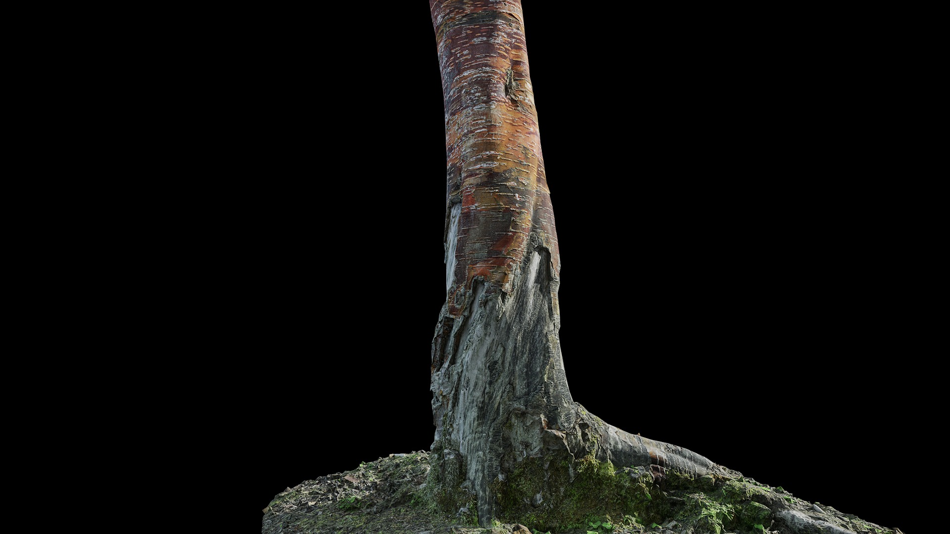 Anydrafts Betula albosinensis Trunk 09 Low-poly 3D model_7