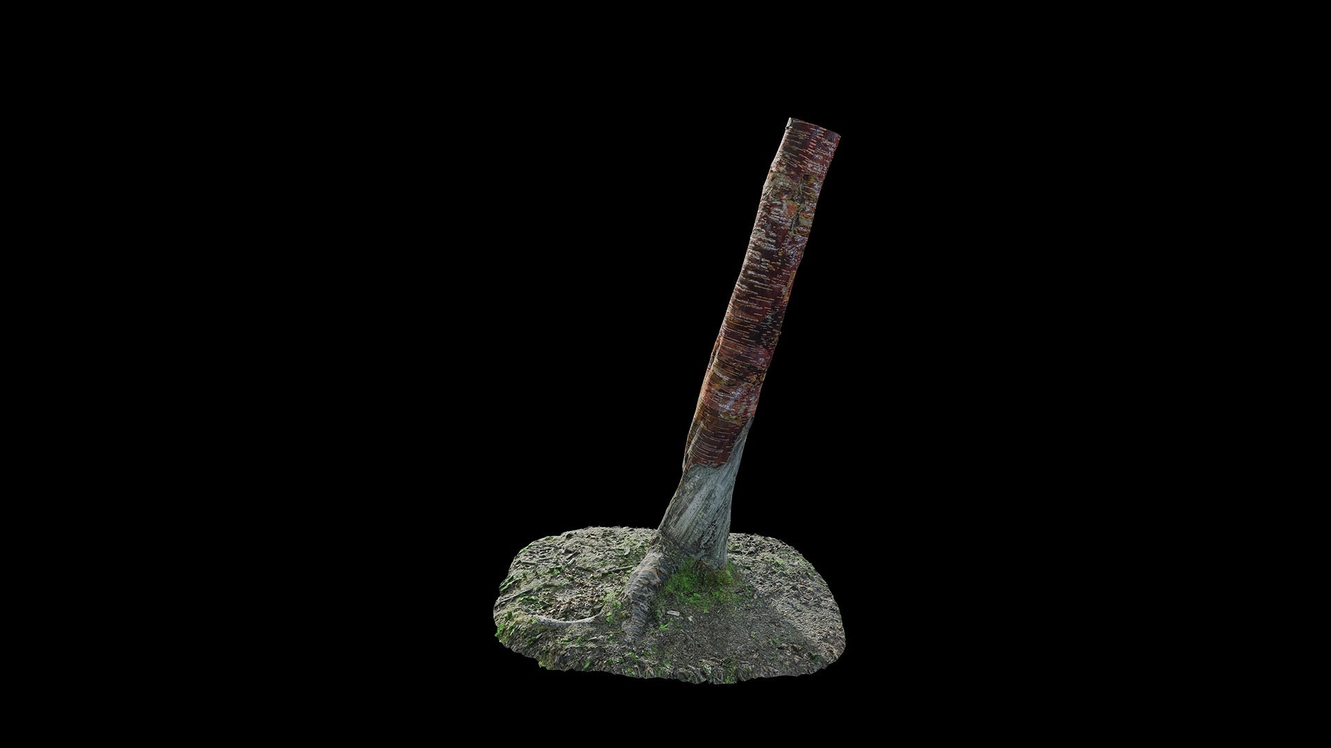 Anydrafts Betula albosinensis Trunk 09 Low-poly 3D model_2