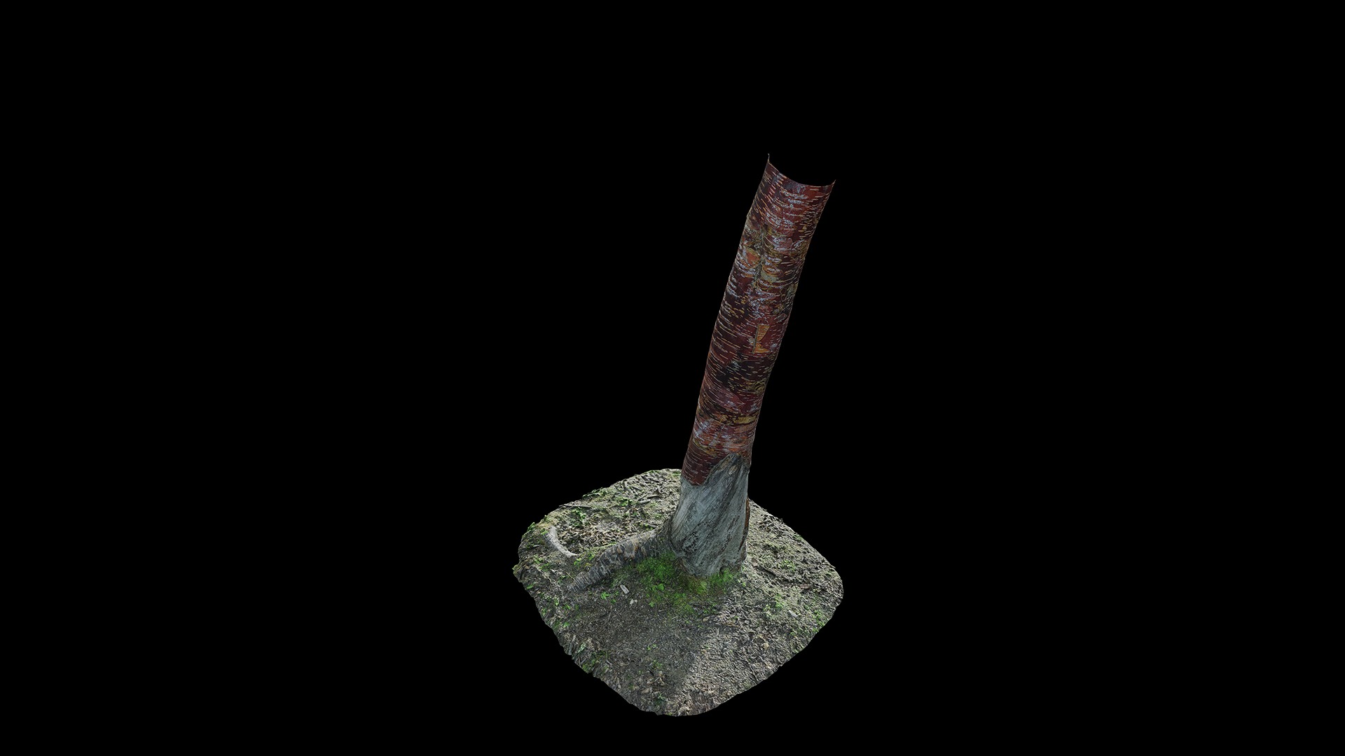Anydrafts Betula albosinensis Trunk 09 Low-poly 3D model_6