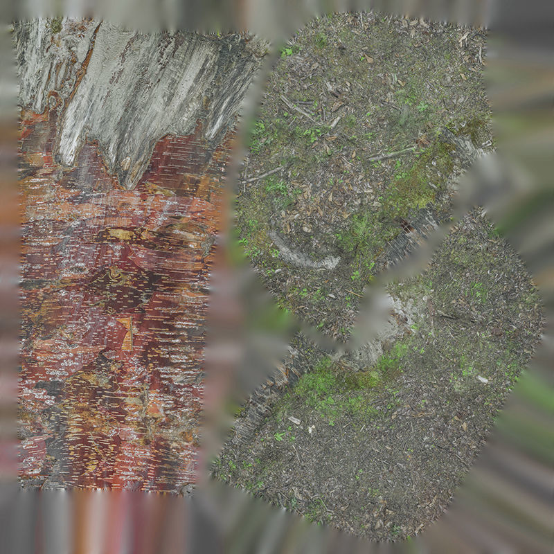 Anydrafts Betula albosinensis Trunk 09 Low-poly 3D model_1