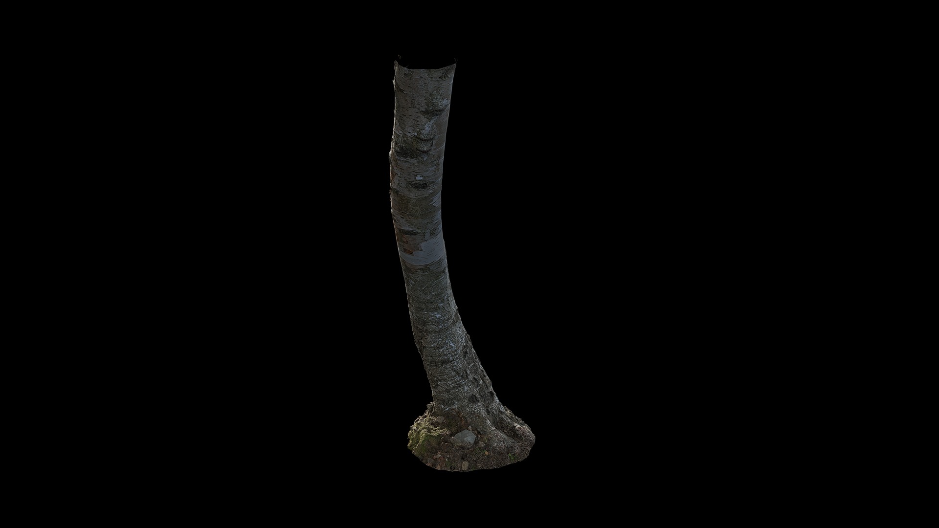 Anydrafts Betula albosinensis Trunk 10 Low-poly 3D model_4
