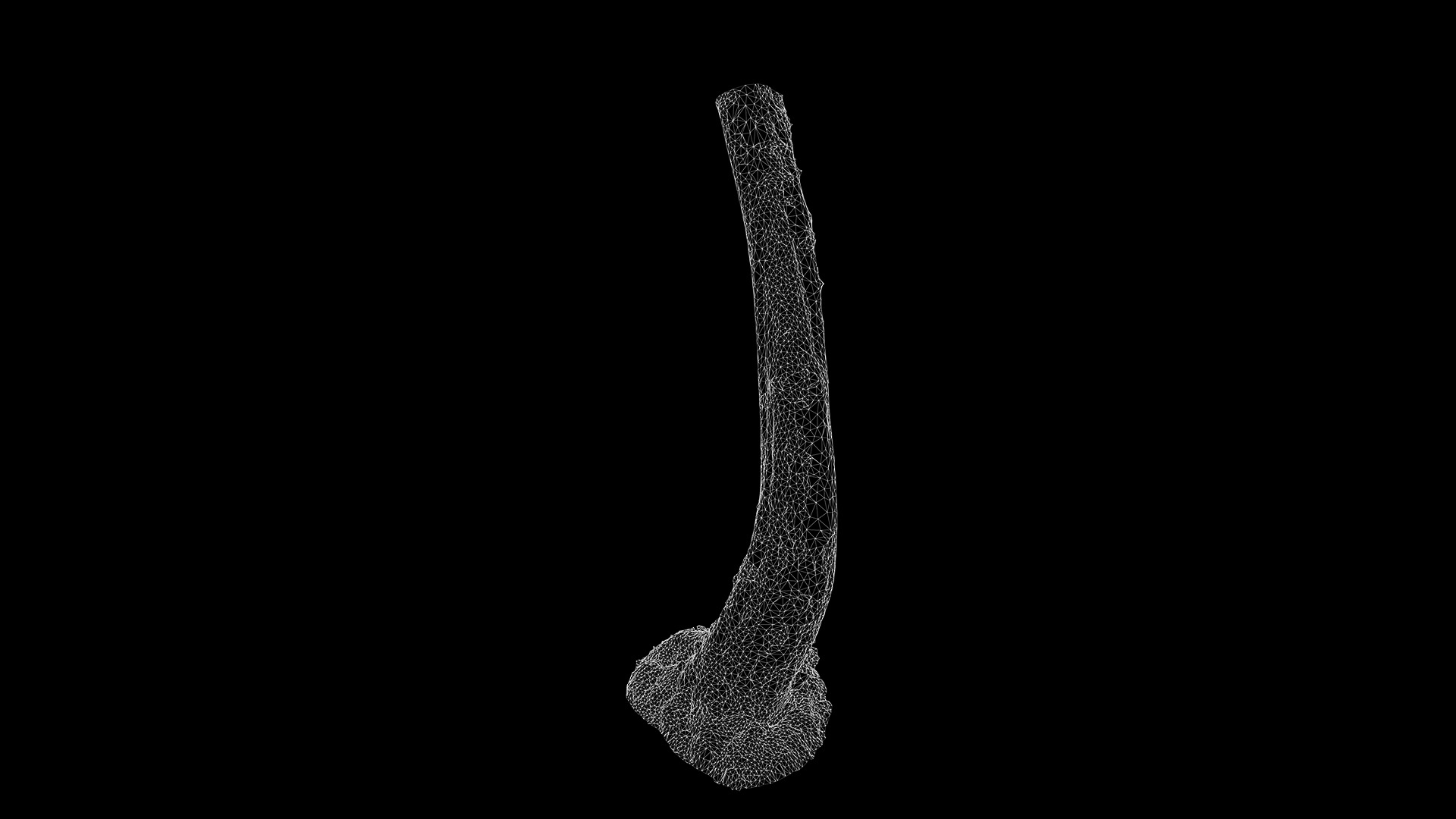 Anydrafts Betula albosinensis Trunk 10 Low-poly 3D model_3