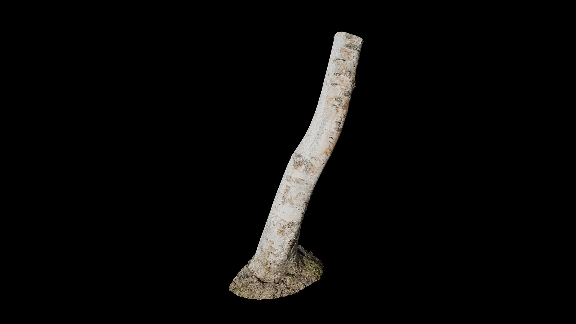 Anydrafts Betula albosinensis Trunk 10 Low-poly 3D model_6