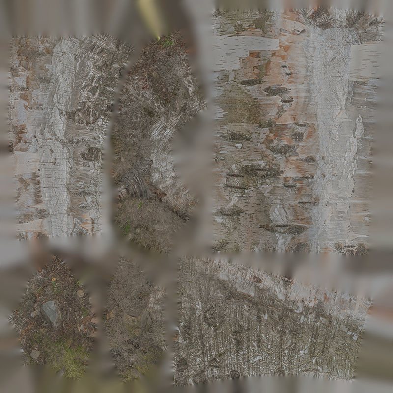 Anydrafts Betula albosinensis Trunk 10 Low-poly 3D model_1