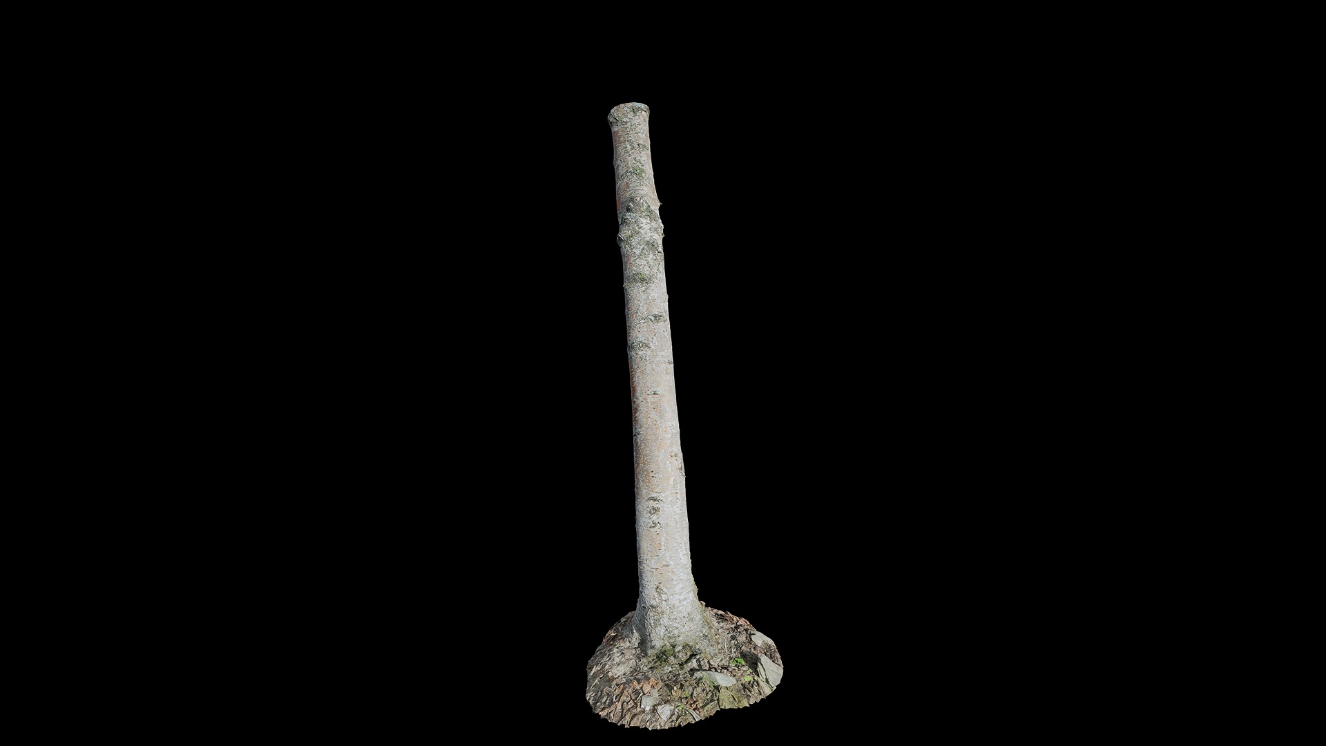 Anydrafts Betula albosinensis Trunk 11 Low-poly 3D model_4