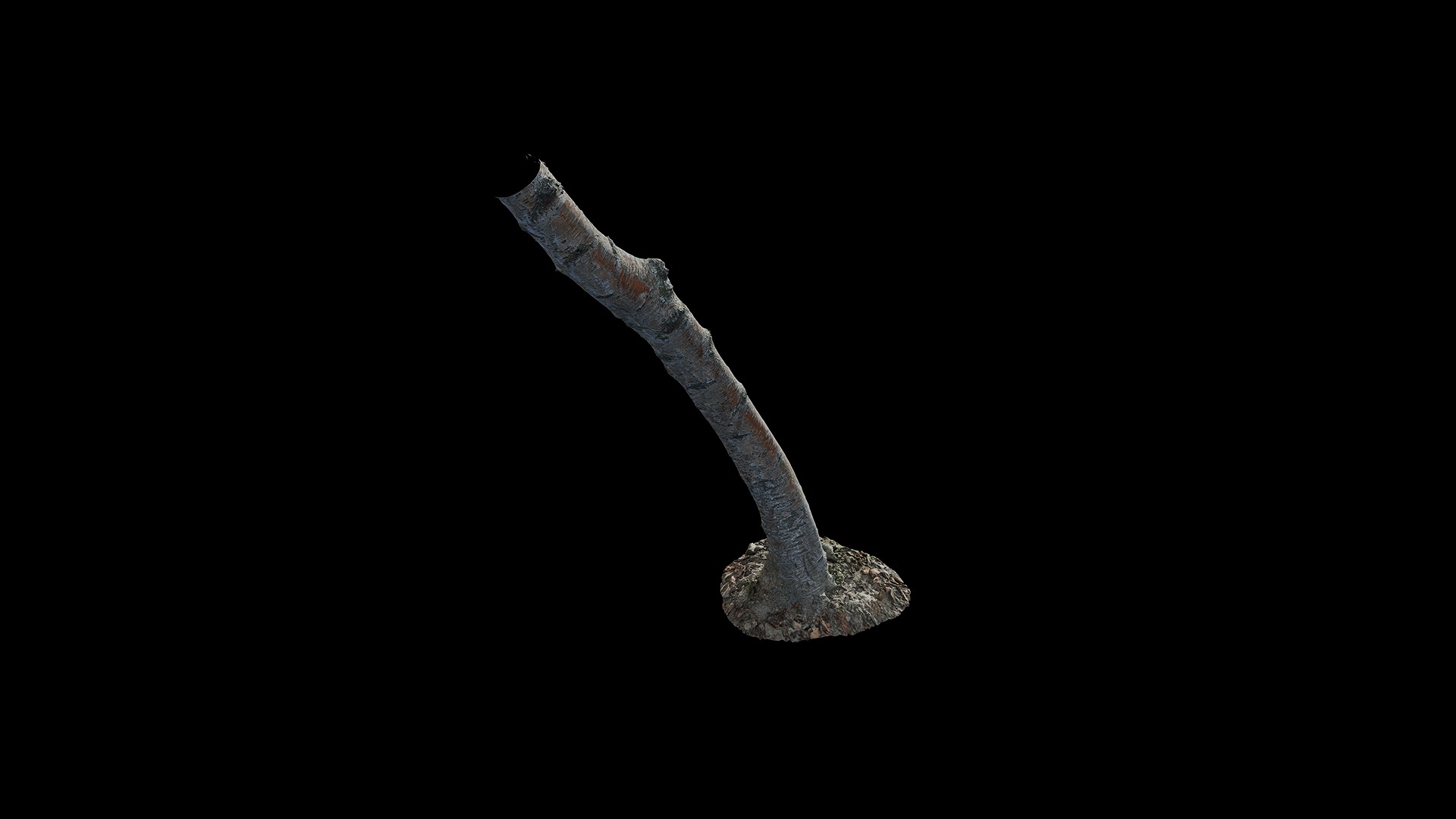 Anydrafts Betula albosinensis Trunk 11 Low-poly 3D model_7