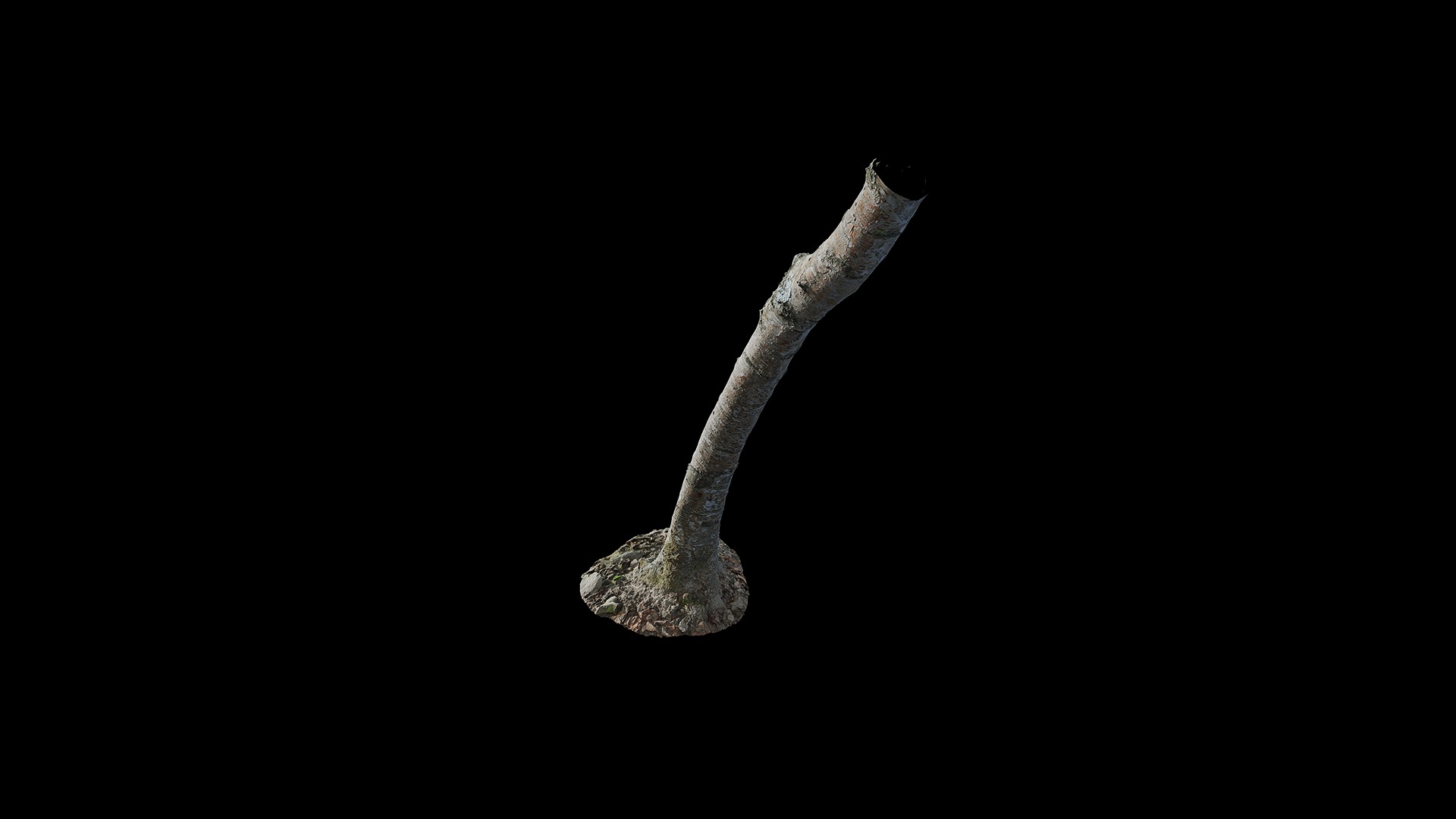 Anydrafts Betula albosinensis Trunk 11 Low-poly 3D model_2