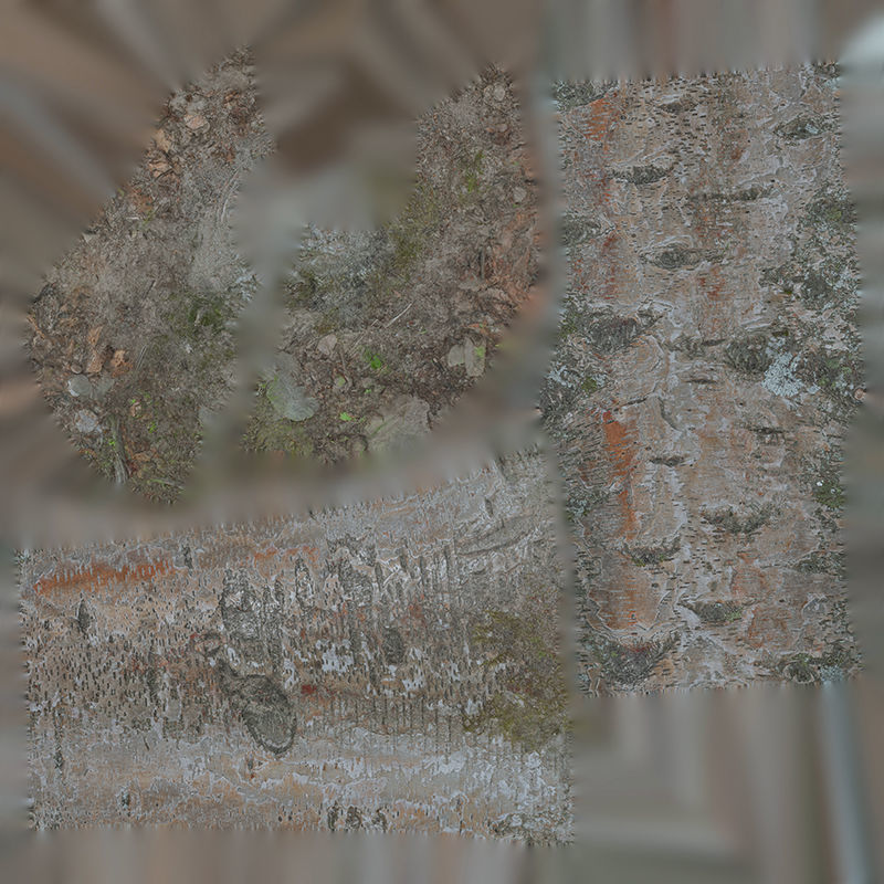 Anydrafts Betula albosinensis Trunk 11 Low-poly 3D model_1