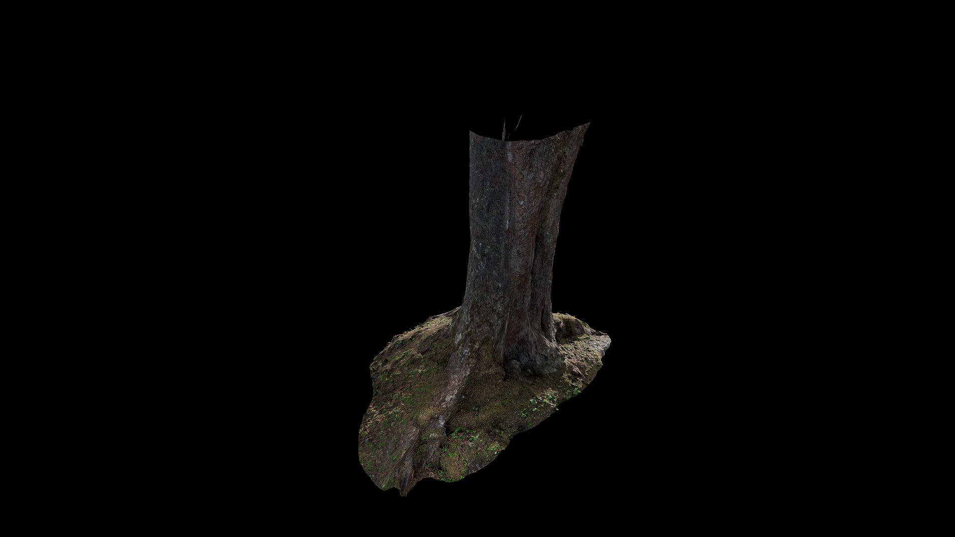 Anydrafts Betula albosinensis Trunk 12 Low-poly 3D model_7