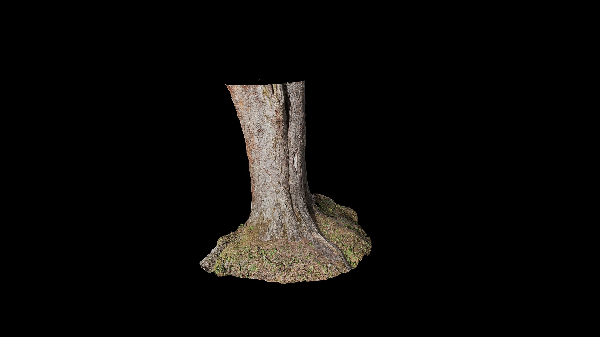 Anydrafts Betula albosinensis Trunk 12 Low-poly 3D model_6