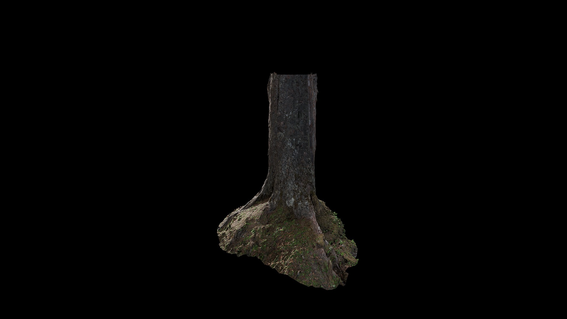 Anydrafts Betula albosinensis Trunk 12 Low-poly 3D model_4