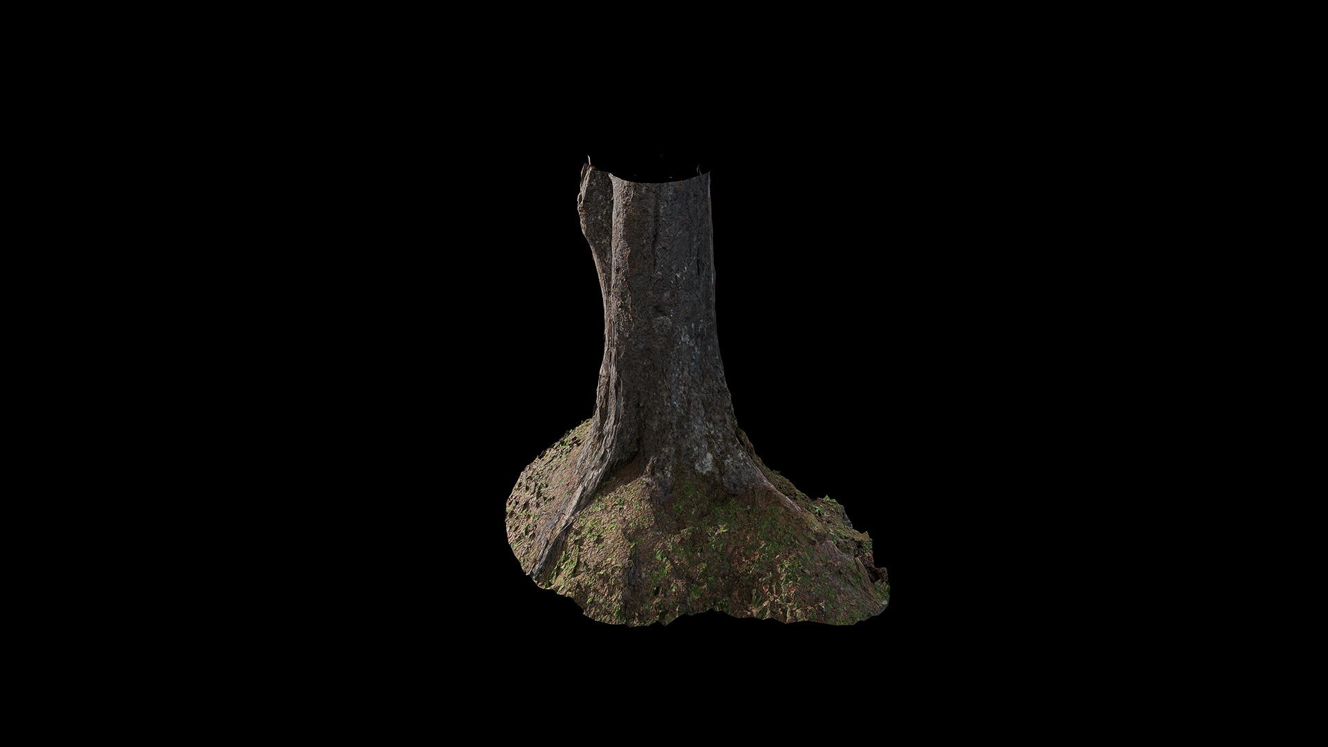 Anydrafts Betula albosinensis Trunk 12 Low-poly 3D model_5