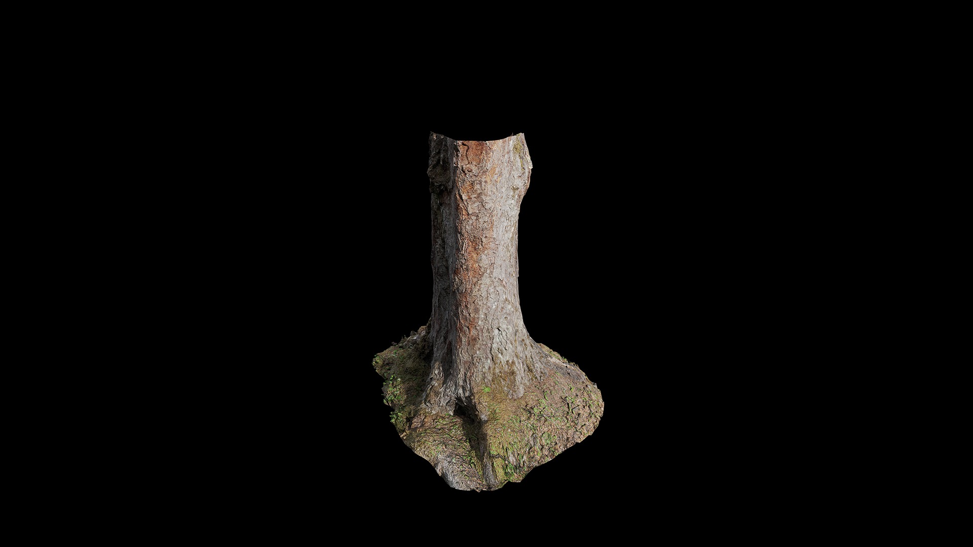 Anydrafts Betula albosinensis Trunk 12 Low-poly 3D model_2