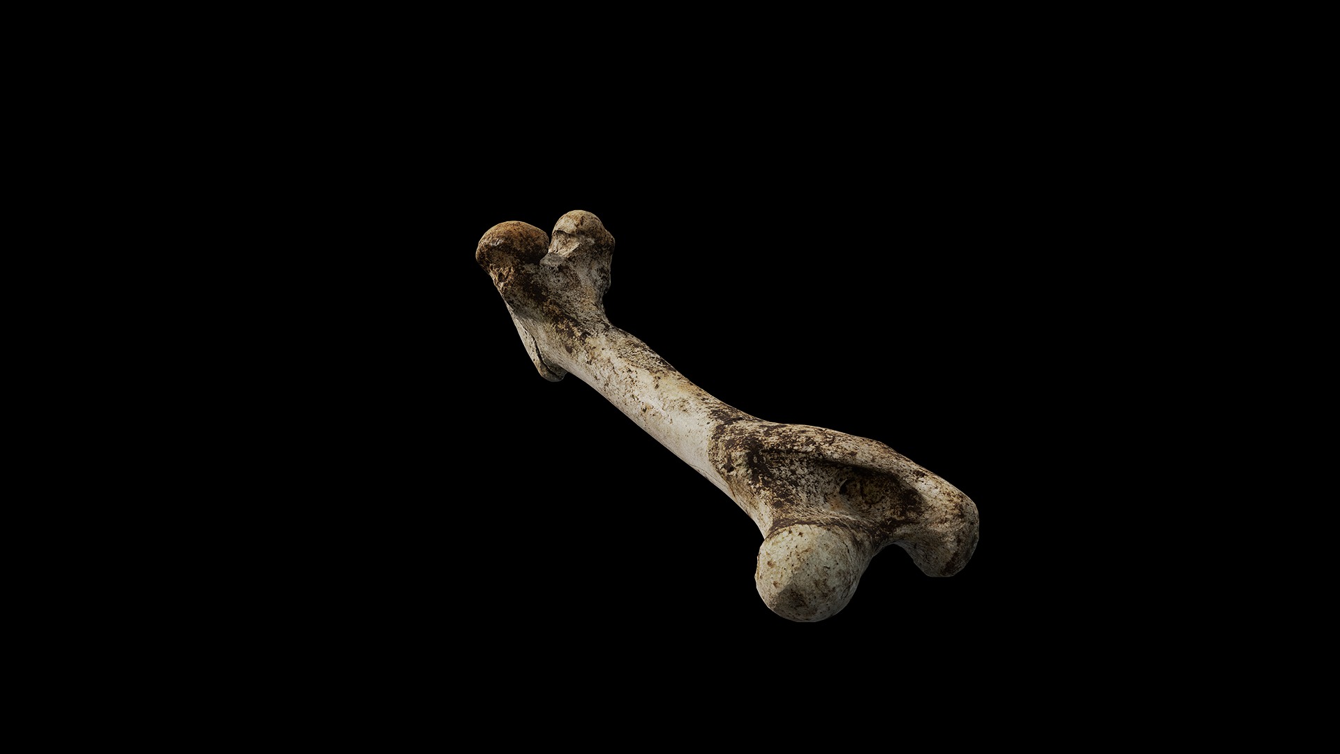 Anydrafts Bone 03 Low-poly 3D model_6