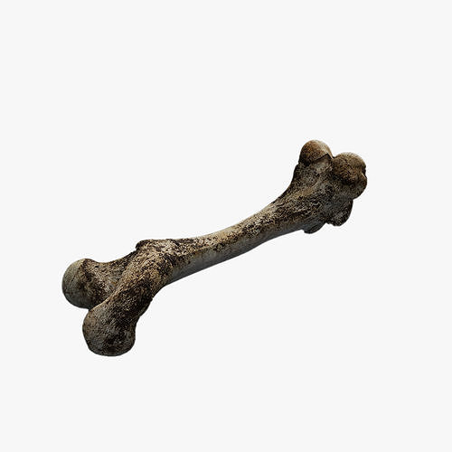 Anydrafts Bone 03 Low-poly 3D model